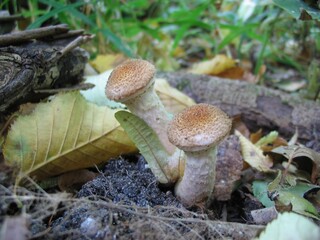 Wall Mural - Honey mushrooms in the autumn forest.