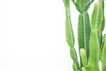 Poster - Cactus on white background