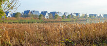 Urban Nature: Constructed Wetland In A New Residential Area In Densely Populated Netherlands, In Autumn