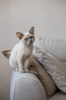 © Julija - breed of European Burmese cat, lilac, sitting on sofa.