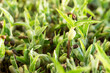 Macro photo of micro greens. Sprouted beans. Super food. Healthy food.