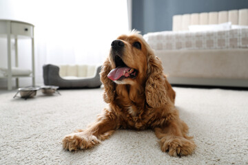 Wall Mural - Cute English Cocker Spaniel indoors. Pet friendly hotel