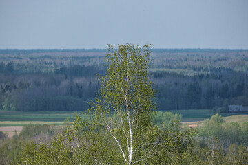 Wall Mural - endless forests and fields in hot summer