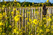 Rapeseed field with wooden fence, Selective focus image, dutch field, blue sky