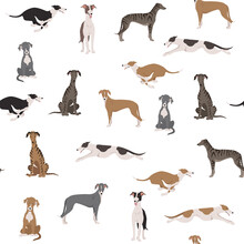 English greyhound dogs in different poses. Greyhounds seamless pattern