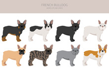 French Bulldog. Different Varieties Of Coat Color Dog Set