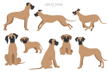 Great Dane Dogs In Different Poses. Adult And Great Dane Puppy Set
