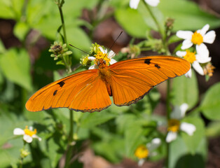 Wall Mural - Orange Butterfly on a flower