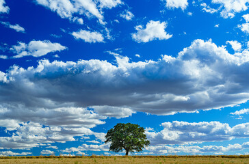 Wall Mural - minimalism photography of a single tree with green leaves under blue sky with some clouds