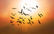 shadow flock birds seagulls flying on sunset background. Orange sky.