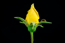 Yellow Rose Flower With Watedrop Isolated On Black Background