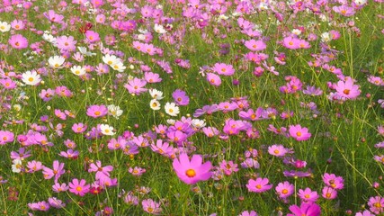 Wall Mural - Beautiful Cosmos field swaying in the wind
