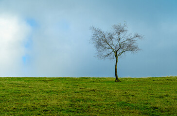 Wall Mural - minimalism photography of a single tree with green leaves under cloudy sky with a bit of blue sky