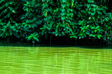 Trees drop shadow or reflect on the water