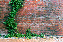 Ivy Covered Brick Wall