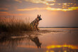 German shepherd dog at the beach at the seaside, golden hour, waer, sea