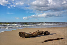 Driftwood On A Sea Beach At Sunset.