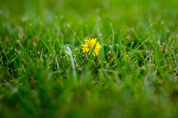 Dandelion hiding in the grass.