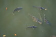 Karpfen in einem  Teich zahm