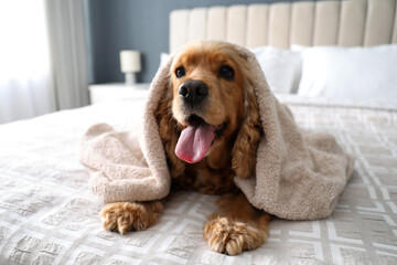 Wall Mural - Cute English Cocker Spaniel covered with towel on bed indoors. Pet friendly hotel