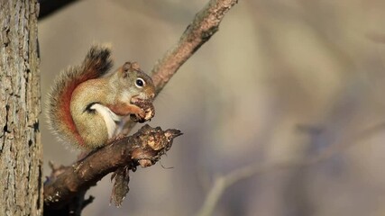 Canvas Print - American Red Squirrel (Tamiasciurus hudsonicus) on branch eating a conifer cone with blurred branches blowing gently in background