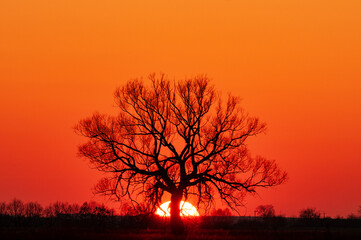 Sticker - Lonely treewith setting sun in the branches.