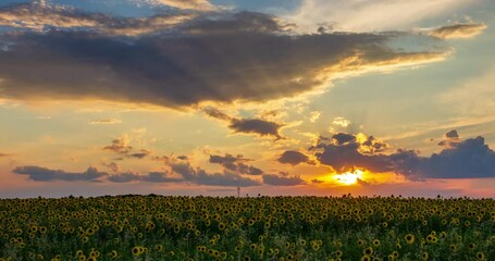 Fotomurali - Summer landscape: beauty sunset over sunflowers field. Panoramic views. Time lapse.