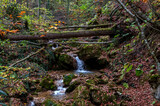 Fototapeta Desenie - A tree fallen across a mountain stream like a bridge