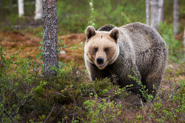 Wall Mural - brown bear (ursus arctos) photographed frontally.