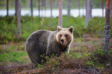 Wall Mural - brown bear (ursus arctos) photographed frontally.