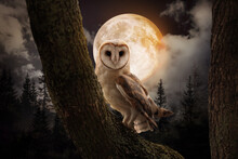 Owl On Tree In Misty Forest Under Full Moon At Night