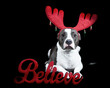 © phxzoonorth - A grey and white pitbull dog wearing red holiday Christmas antlers isolated on black.