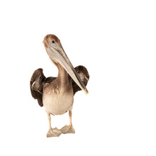 Brown Pelican Isolated On White With Wings Raised Looking At Camera.