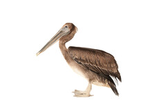 Side View Of Brown Pelican Isolated On White Standing And Looking At Camera.