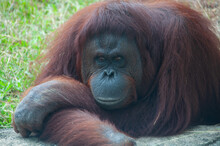A Orangutan Look At Forward.