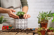 Woman gardeners hands transplanting indoor plant in ceramic pot with ornament decoration on rustic wooden table on white background. Concept of plants care and home garden.