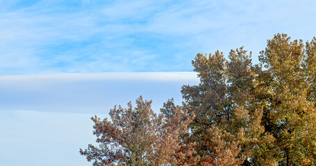 Poster - Autumn colored trees against a partly cloudy blue sky with copy space