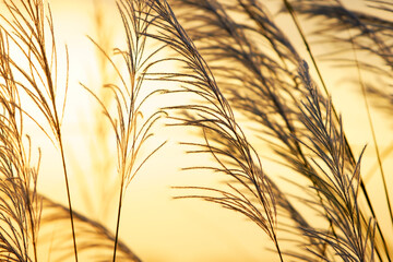 Wall Mural - reeds grass flower