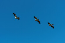 Group Of White Pelicans Soaring High Overhead In A Blue Sky