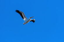 Beautiful White Pelican Flying Overhead In Clear Blue Sky