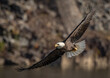 © Harry Collins - Bald eagle in flight