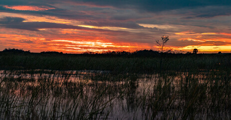 Sticker - Sunset over a swamp in Florida 