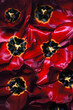 Detail macro photo of beautiful red tulips with bright flares, as background. Blossoming passion flowers.