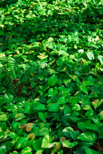 Creeper Plant Growing In Wild, Jungle Vines Climbing On Tree Trunk Isolated On White Background, Clipping Path Included. Devil's Ivy Or Golden Pothos, The Money Plant.