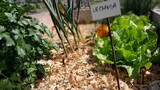 Fototapeta Dinusie - Huerta lechuga cebolla ajo zanahoria