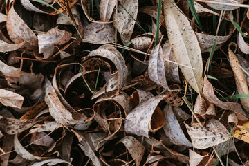 Wall Mural - Pattern of dry yellow leaves lying on the ground