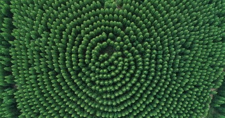 Wall Mural - Aerial top view of waving summer green trees in a forest