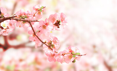 Fotomurales - Horizontal spring banner with Japanese Quince flowers