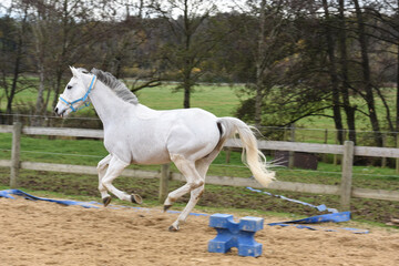 Canvas Print - cheval equitation chevaux ecurie blanc