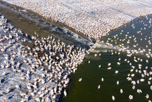 Migrating Pelicans Mega Colony During An Alternative Feed Of Unmarketable Fish In A Large Water Reservoir, In An Attempt To Keep Them Away From Commercial Fish Pools.
